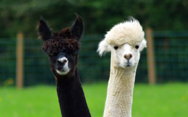  Alpaca pair
