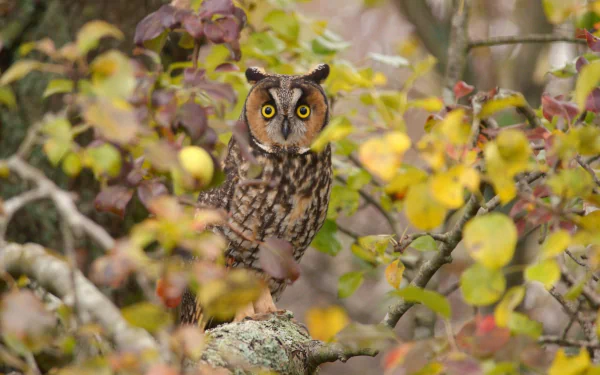 An owl with intense gaze perched among colorful leaves in a forest, captured in high-definition detail for a PC desktop wallpaper and background.