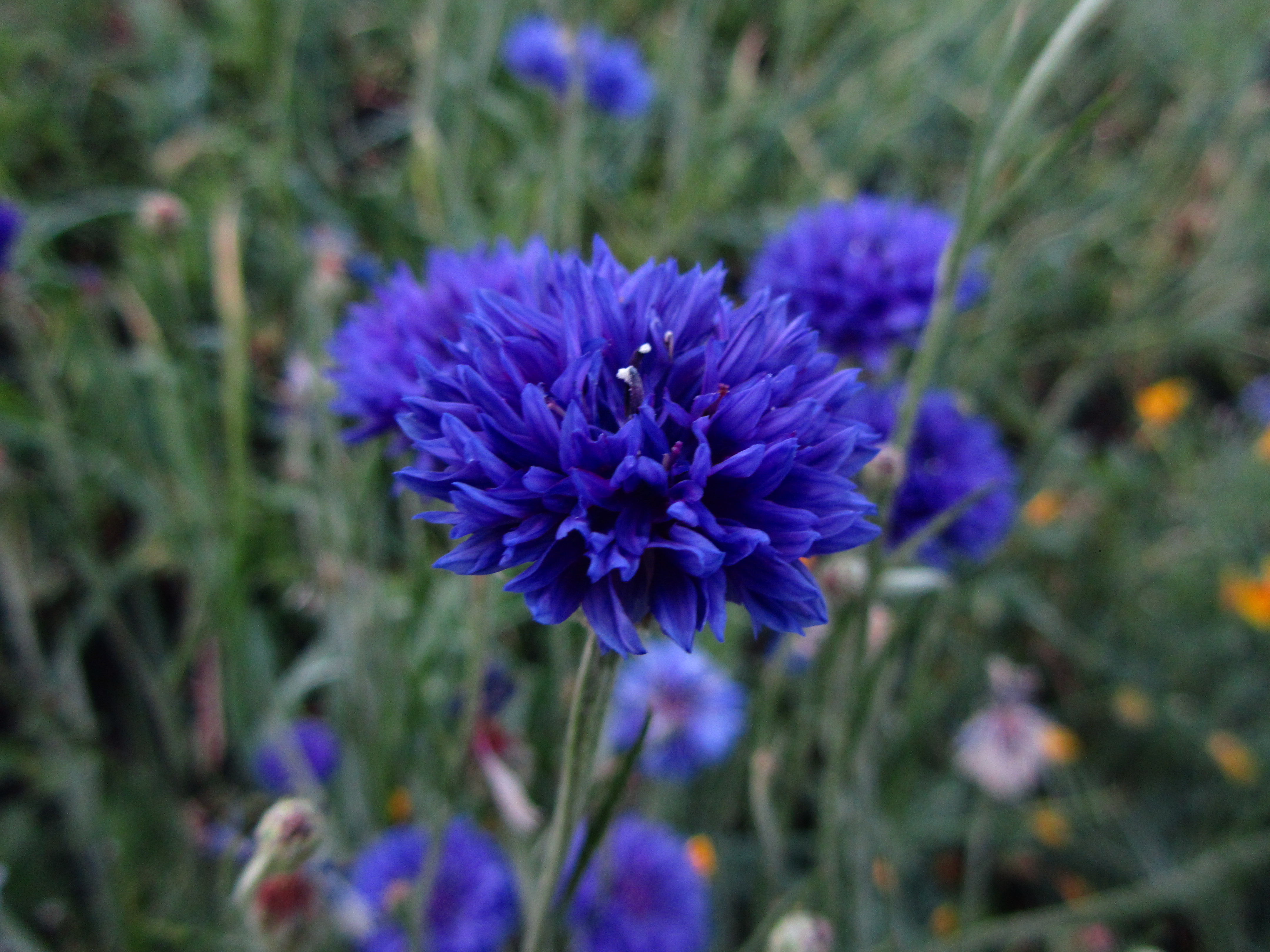 Download Nature Flower 4k Ultra HD Wallpaper by Vergilius