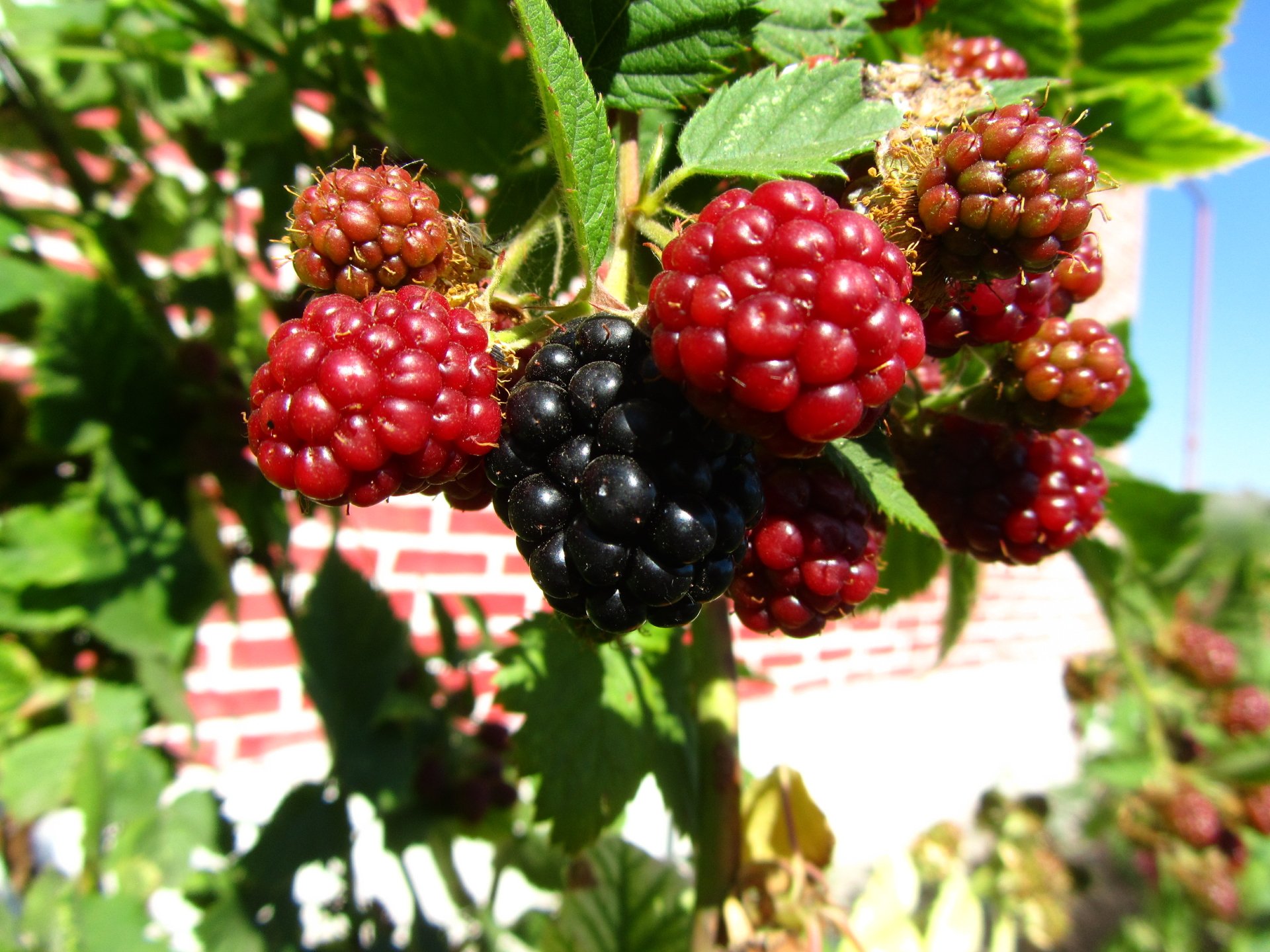 Download Food Berry 4k Ultra HD Wallpaper by Vergilius