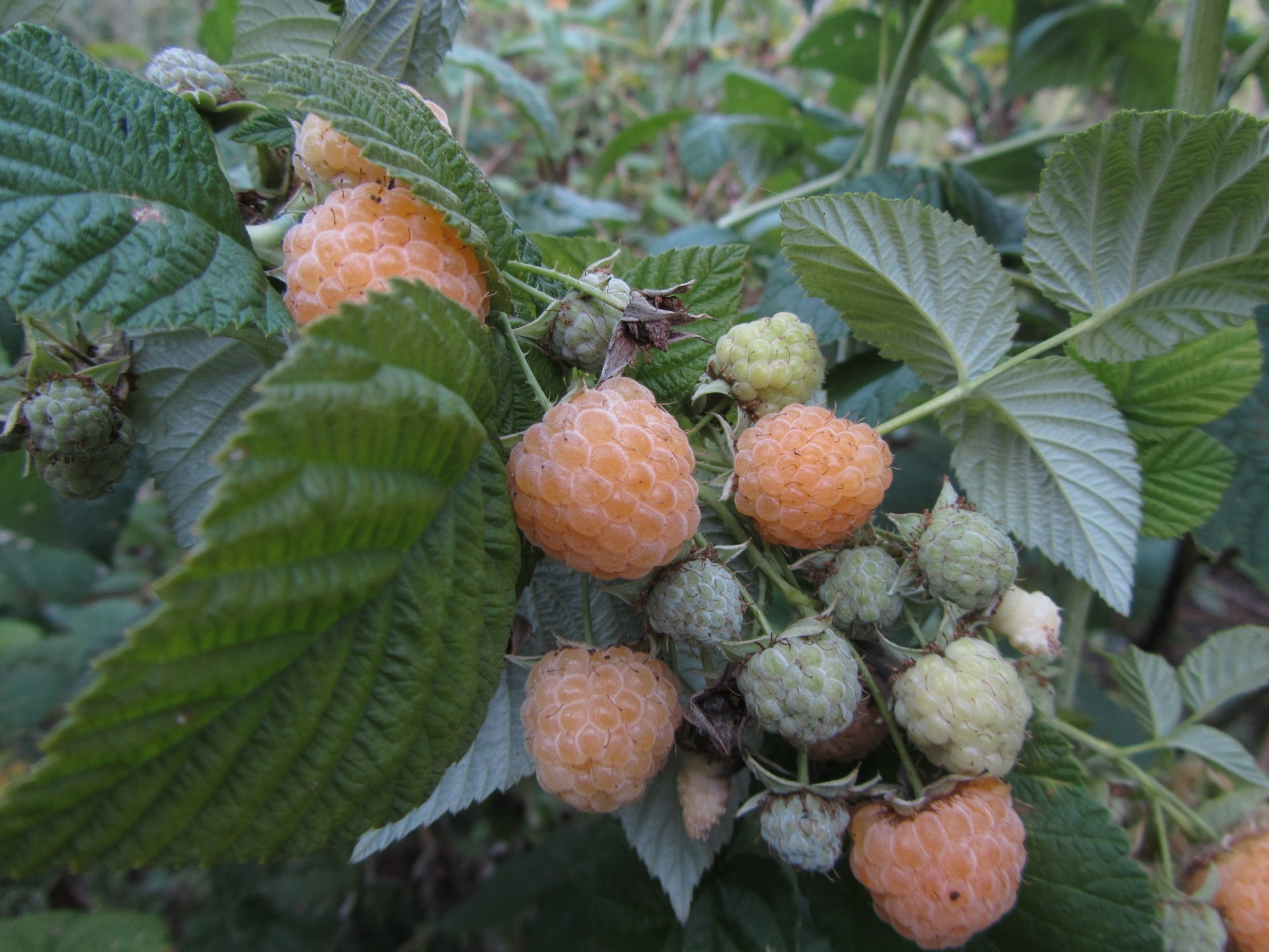 Download Food Berry 4k Ultra HD Wallpaper by Vergilius