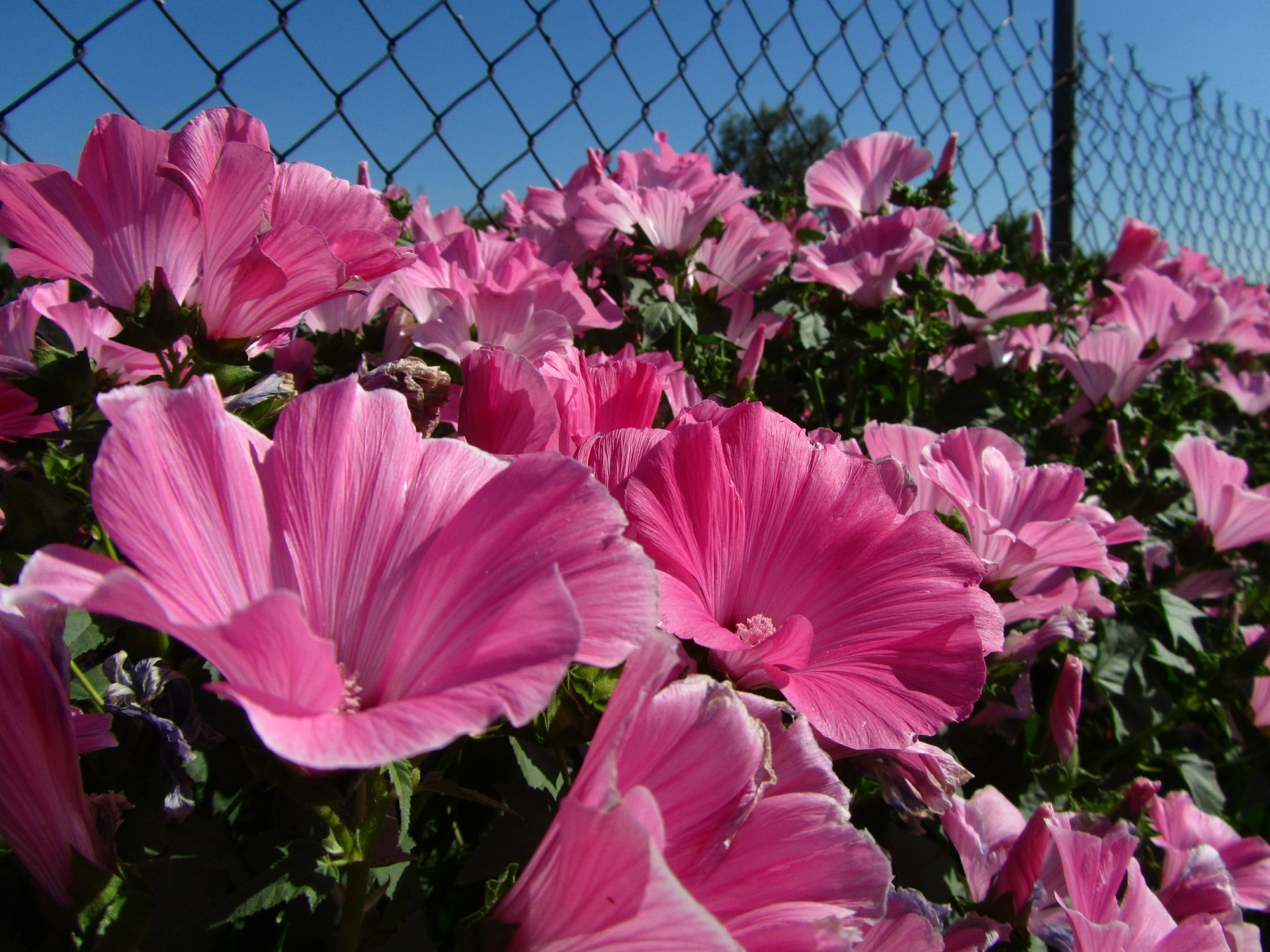 4K Ultra HD PC desktop wallpaper and background: close-up of vibrant pink flowers blooming by a chain-link fence beneath a clear blue sky.