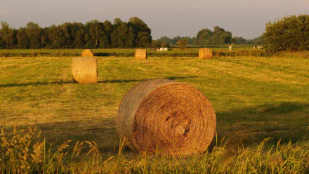 4K Ultra HD PC desktop wallpaper of a nature scene: sunlit field with round haystack bales and distant trees under a clear sky.