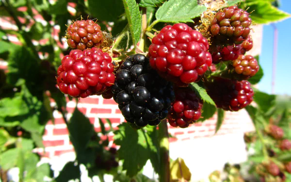 food berry HD Desktop Wallpaper | Background Image