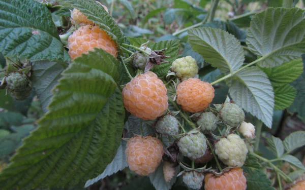 food berry HD Desktop Wallpaper | Background Image