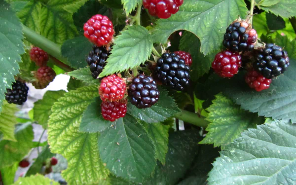 food berry HD Desktop Wallpaper | Background Image