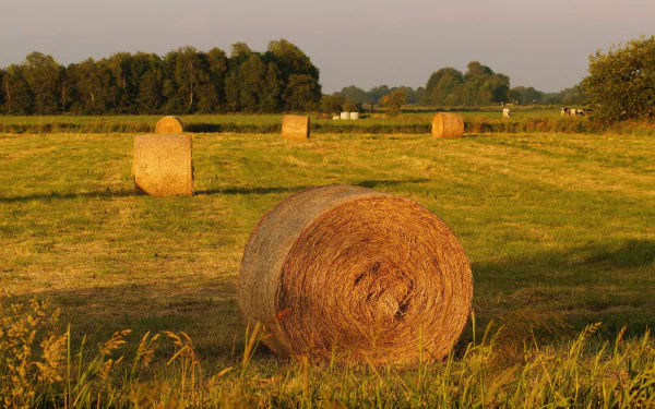 4K Ultra HD PC desktop wallpaper of a nature scene: sunlit field with round haystack bales and distant trees under a clear sky.
