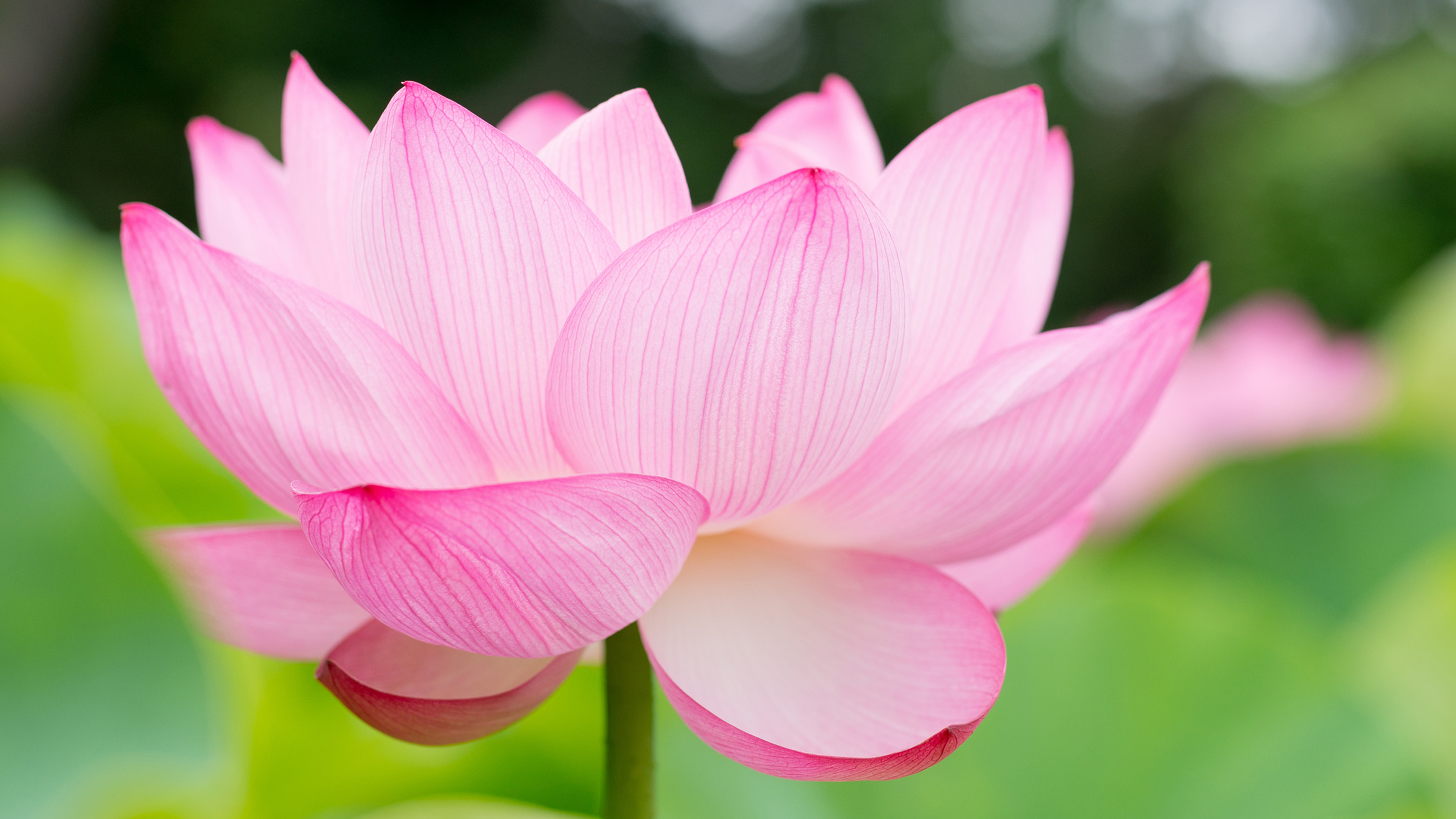 Lotus Flower 4k Ultra HD Wallpaper and Background Image | 3840x2160