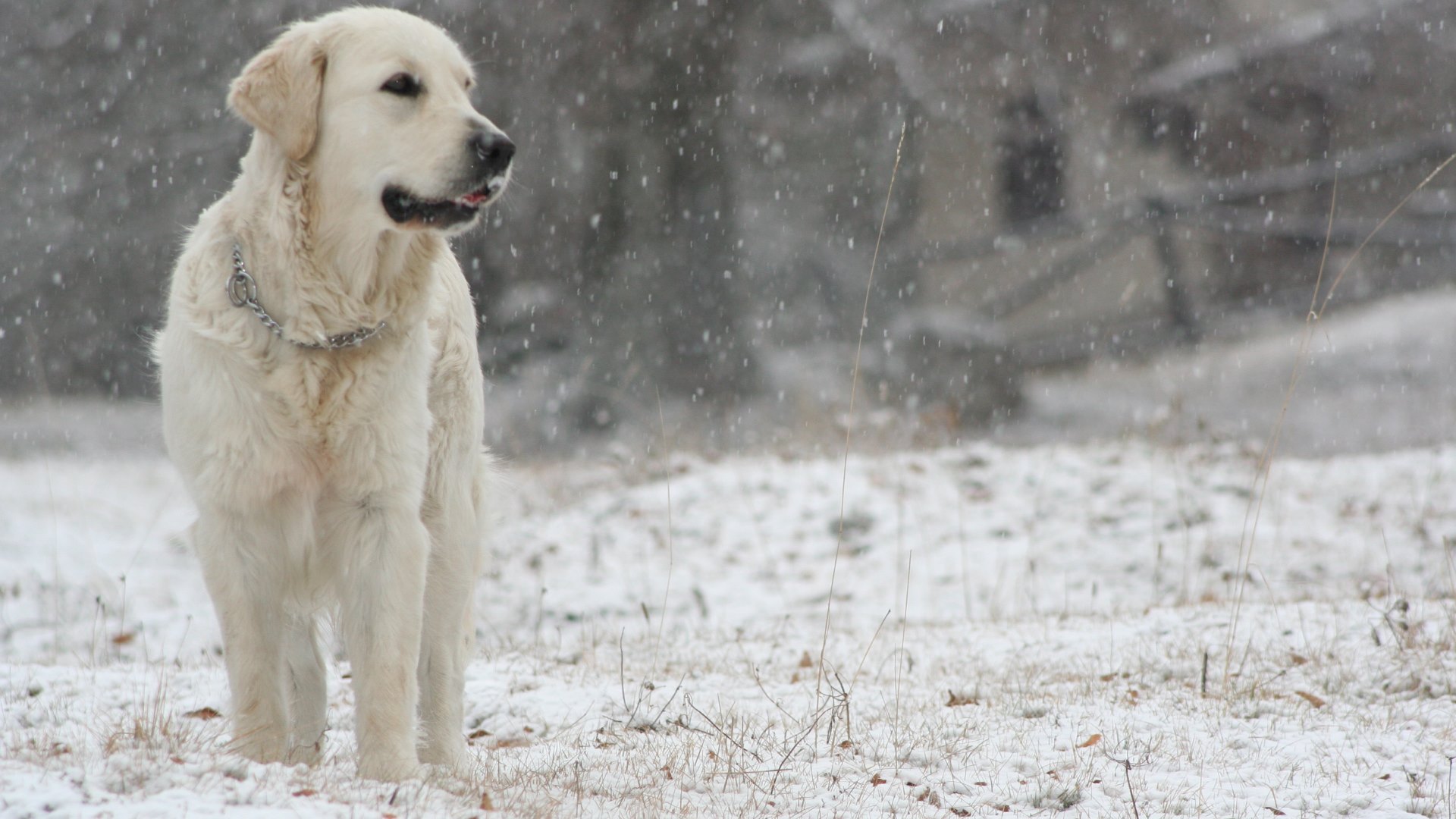 лабрадор пёс снег Labrador dog snow загрузить