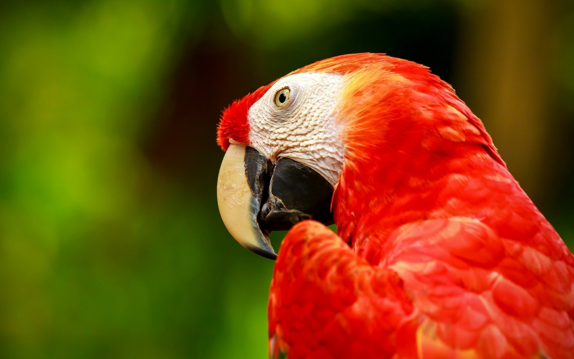 Download Parrot Animal Red-and-green Macaw HD Wallpaper