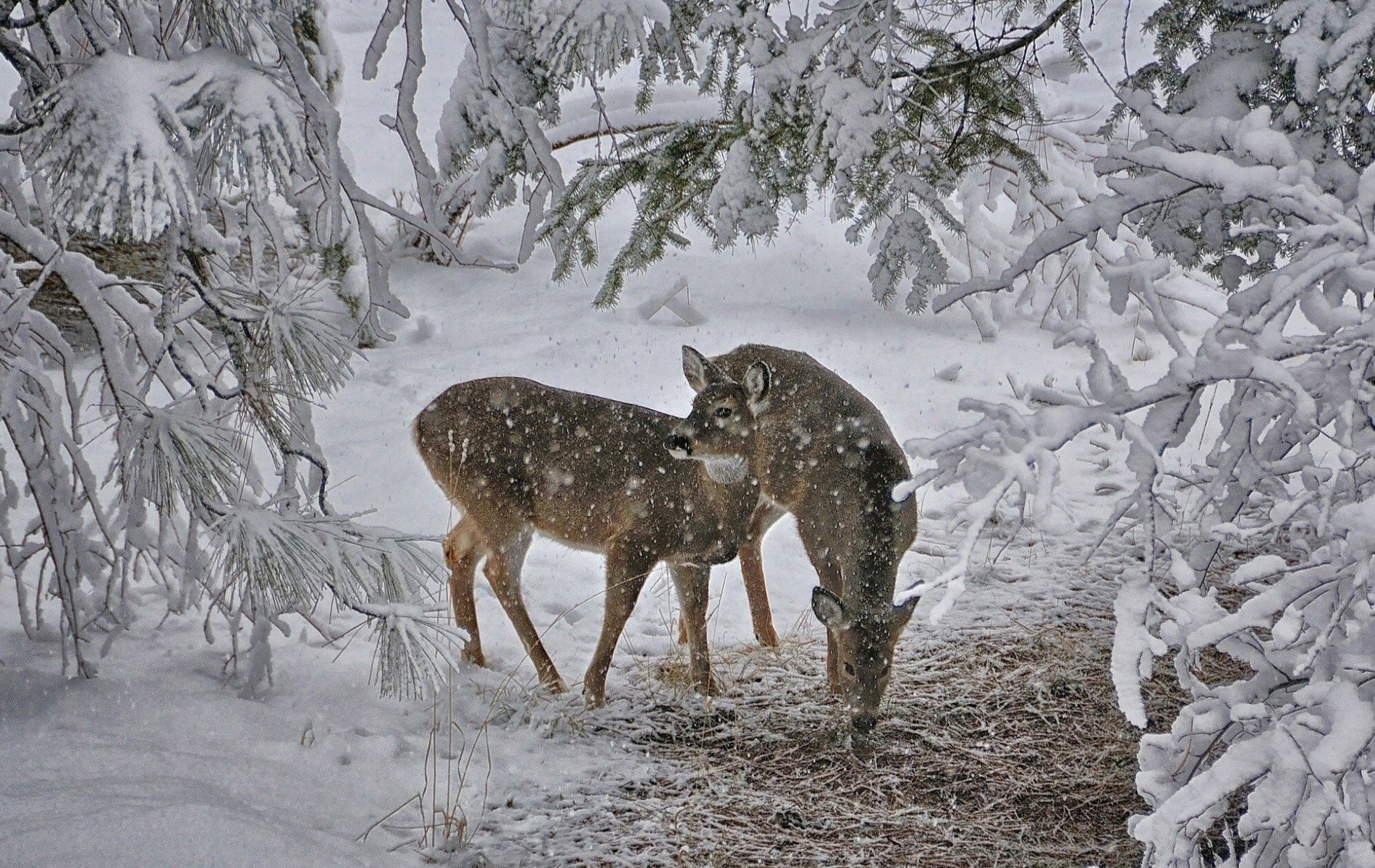 Deer Wallpaper Winter