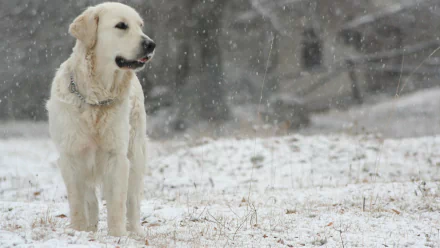 A Labrador Retriever stands in a snowy field, with snowflakes gently falling around it. This serene scene makes for a charming HD desktop wallpaper or background.