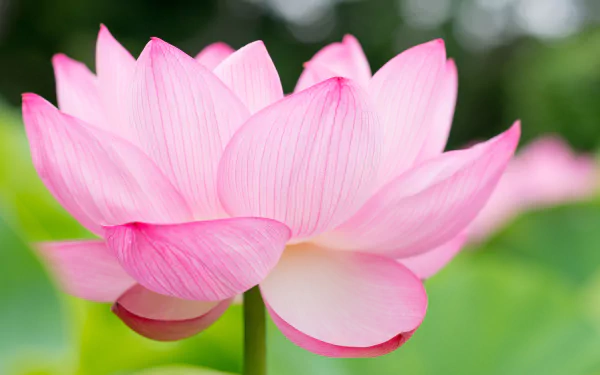 A beautiful close-up of a pink lotus flower set against lush green leaves, showcasing the delicate petals and serene nature, designed as a 4K Ultra HD desktop wallpaper.