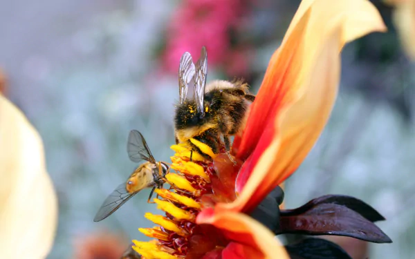 4K Ultra HD PC desktop wallpaper: close-up of a pollen-dusted bee on a vibrant orange flower petal with a soft, blurred garden background.
