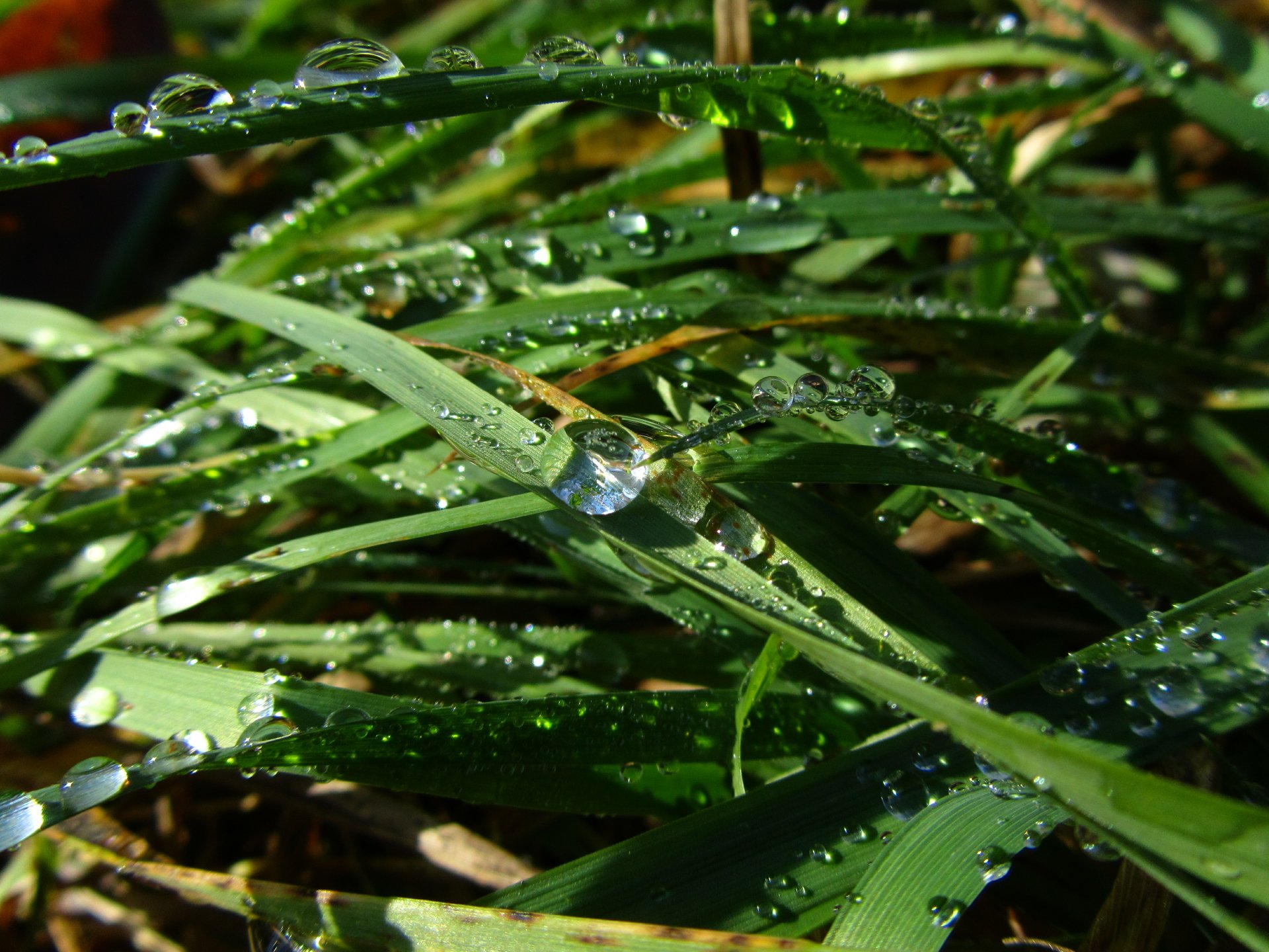 Download Nature Water Drop 4k Ultra HD Wallpaper by Vergilius