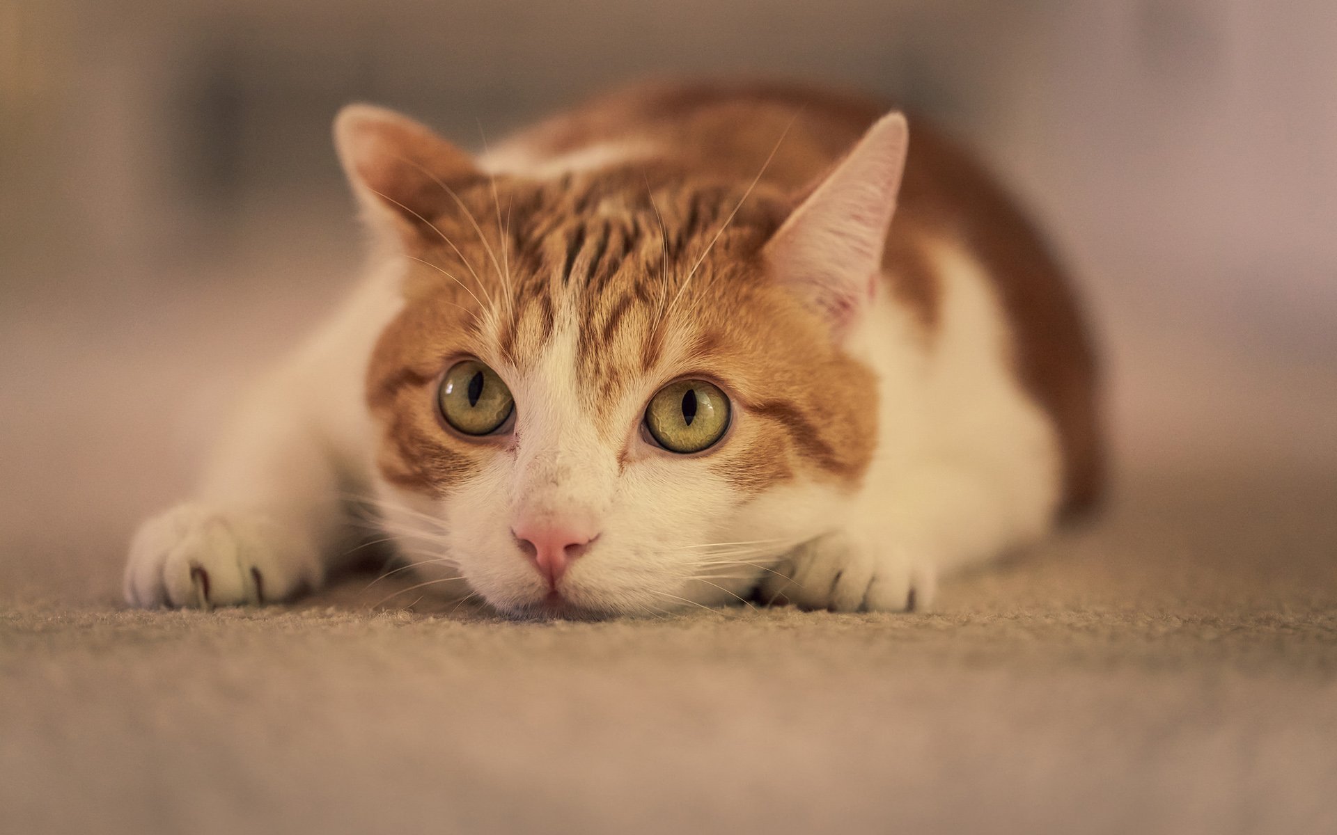 HD PC desktop wallpaper featuring a close-up of a cat lying down with attentive yellow-green eyes and a soft, blurred background.
