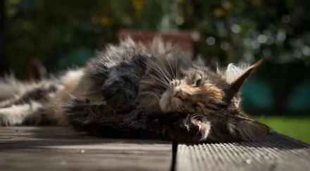 A peaceful cat resting on a wooden surface, basking in the sunlight. This high-definition image serves as a serene desktop wallpaper and background, capturing a tranquil moment of relaxation.