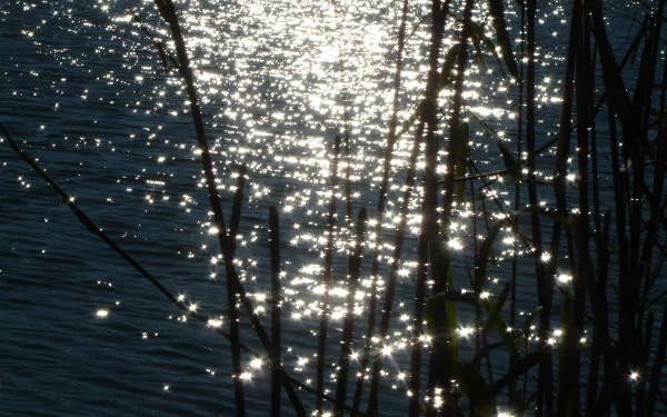 4K Ultra HD nature wallpaper showing sunlight sparkling on water through silhouetted reeds, creating a shimmering, tranquil scene.