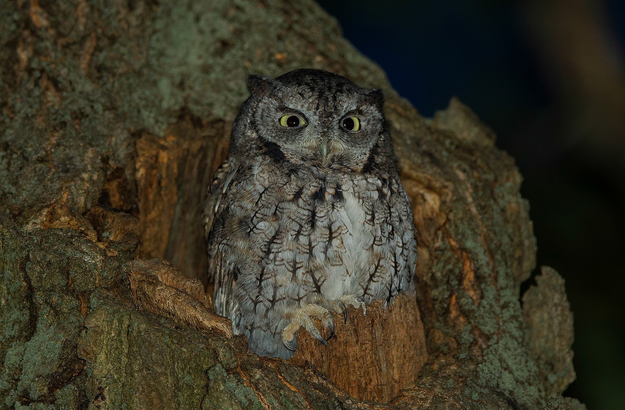 Download Night Animal Owl HD Wallpaper