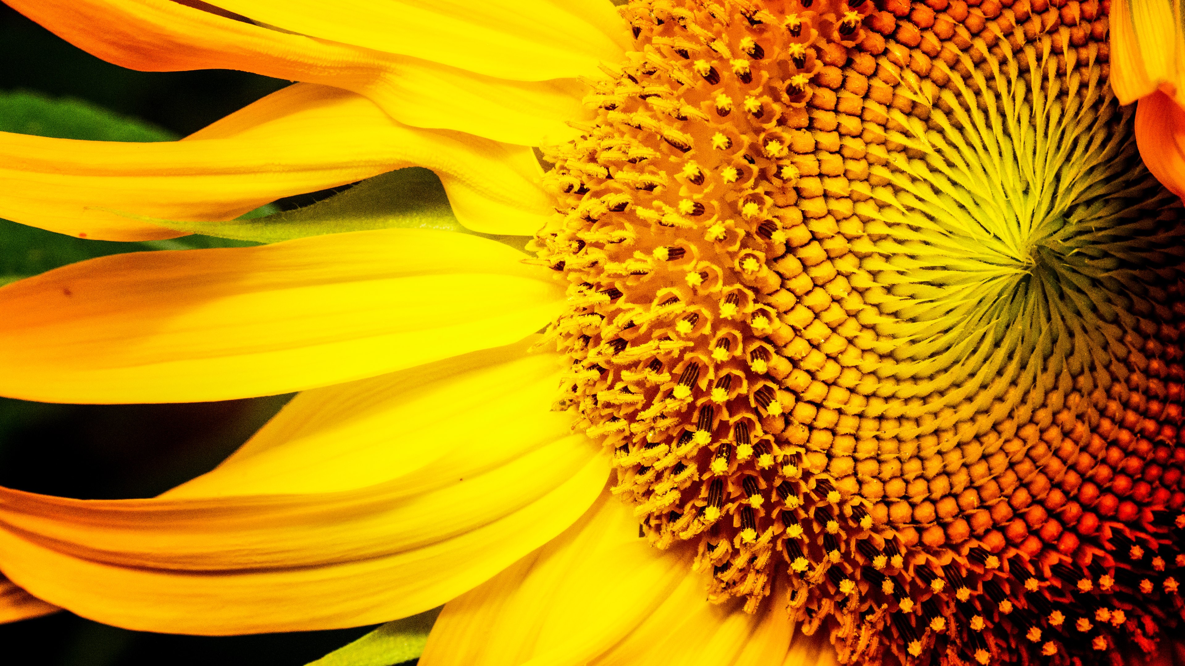 Sunflower 4k Ultra Hd Wallpaper Background Image 3840x2160