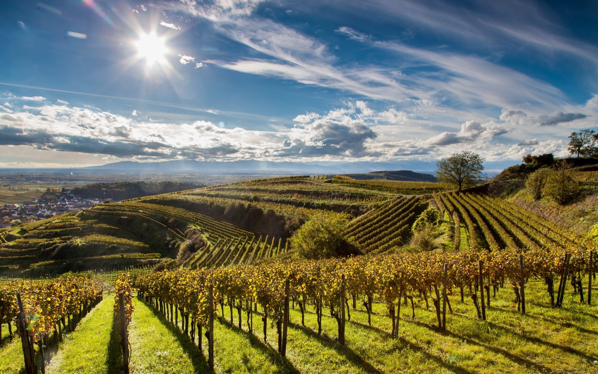 Download Man Made Vineyard HD Wallpaper
