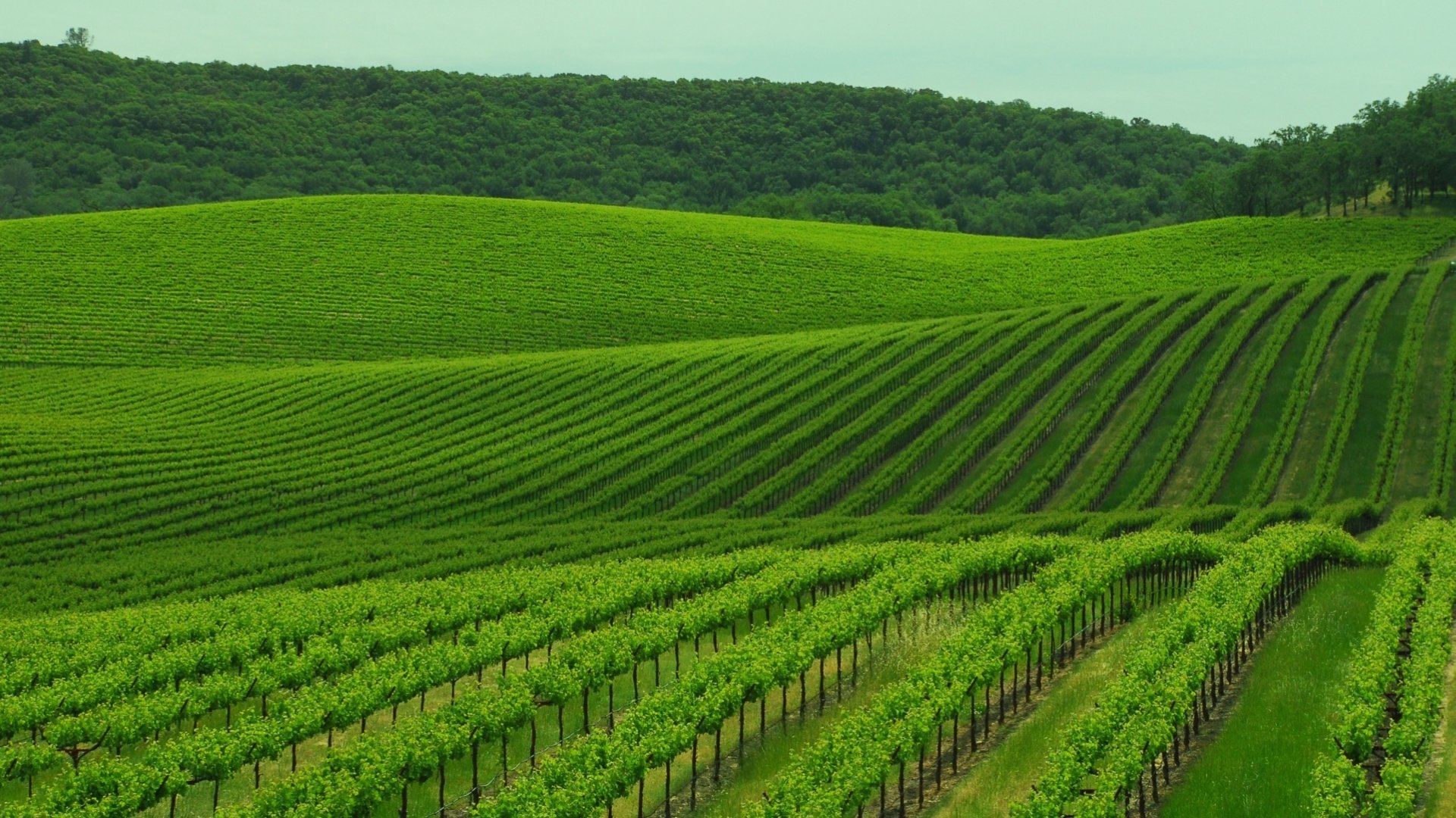 Download Man Made Vineyard HD Wallpaper