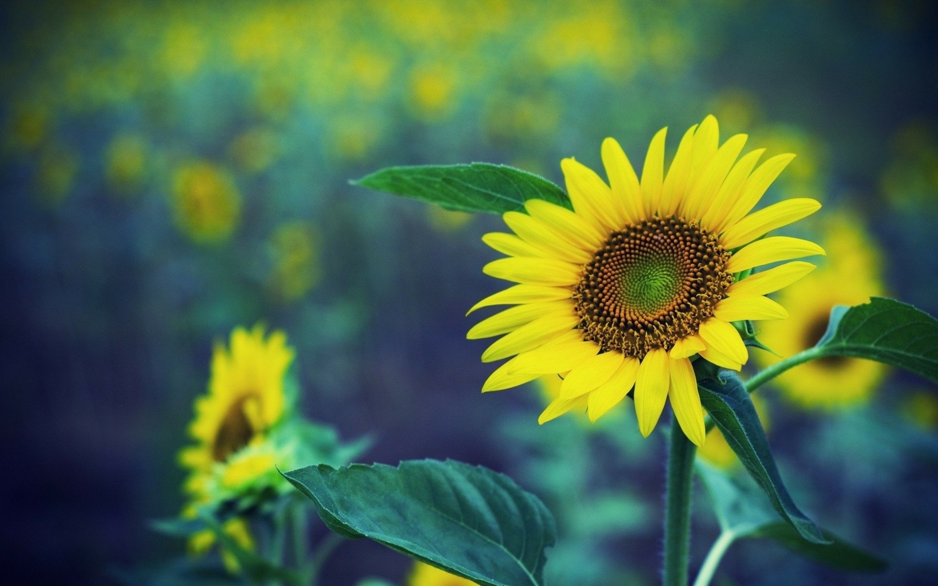 Download Nature Sunflower HD Wallpaper