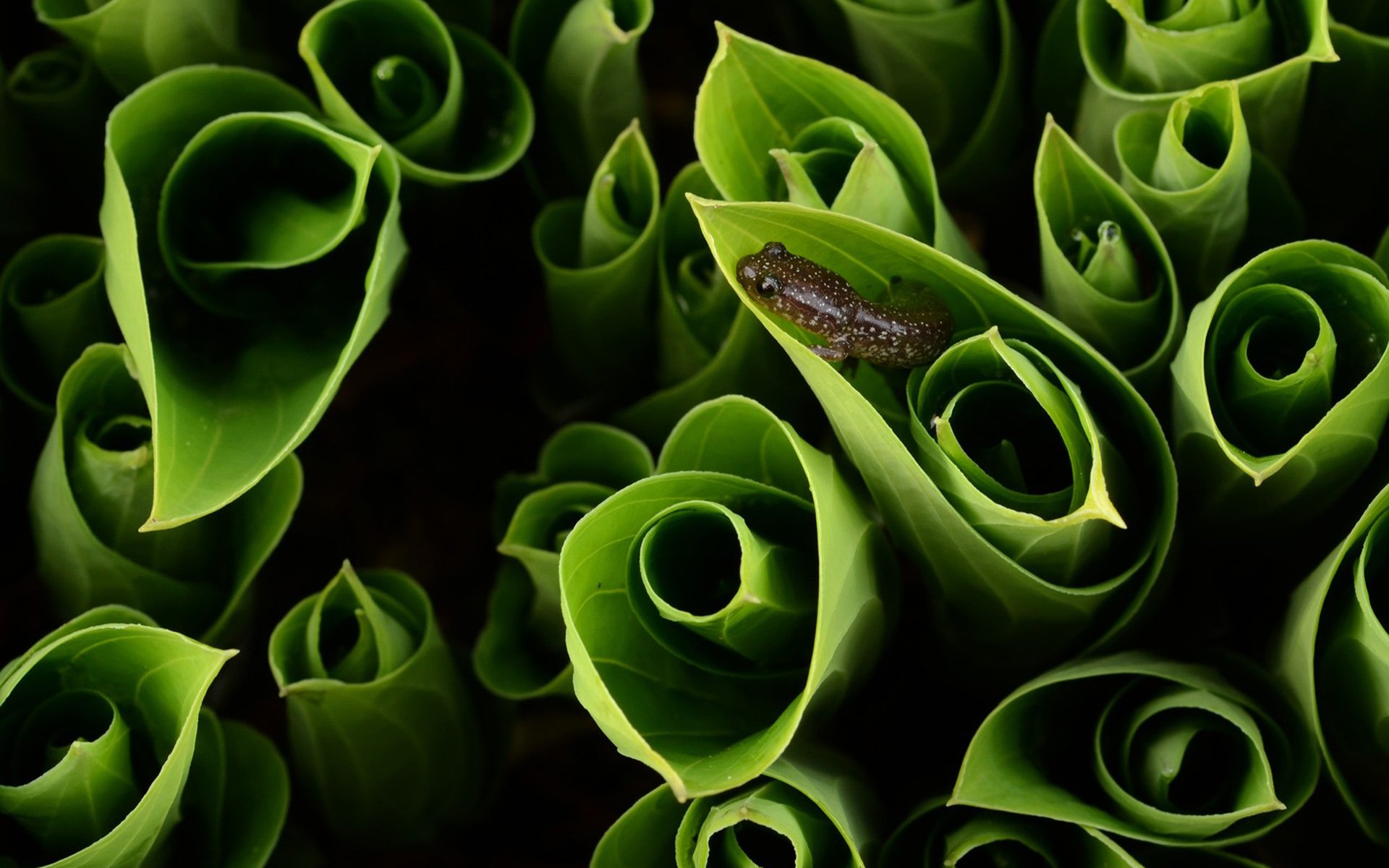 Download Lizard Animal Salamander HD Wallpaper by Andrey Antov