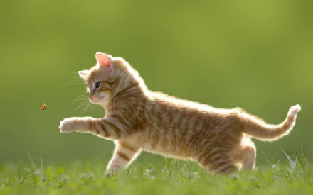 A playful kitten with a striped coat chases a ladybug in a vibrant green field, capturing the essence of curious animals in this HD desktop wallpaper.