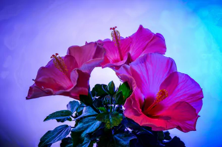 nature hibiscus HD Desktop Wallpaper | Background Image