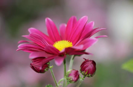 nature chrysanthemum HD Desktop Wallpaper | Background Image