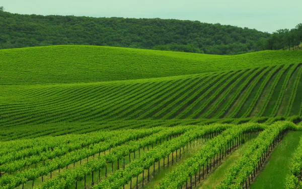 man made vineyard HD Desktop Wallpaper | Background Image