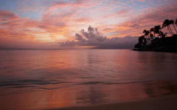 A serene seascape at sunset, featuring vibrant clouds reflecting on calm waters, bordered by palm trees. This stunning 4K Ultra HD image serves as a captivating desktop background.