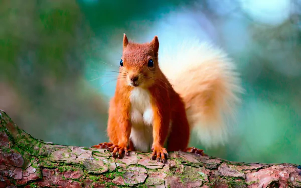 tail Animal squirrel HD Desktop Wallpaper | Background Image