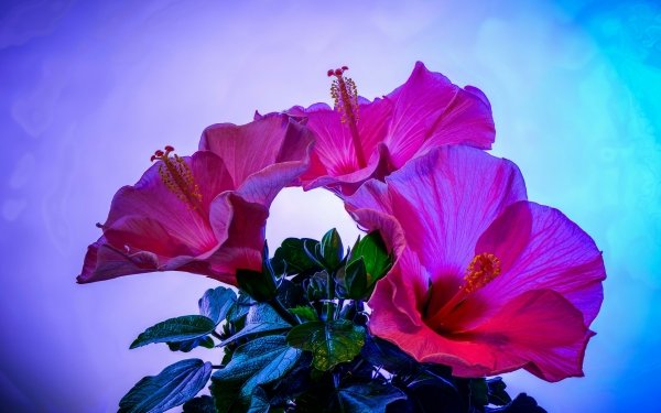 Earth Hibiscus Flowers HD Wallpaper | Background Image