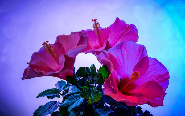 nature hibiscus HD Desktop Wallpaper | Background Image