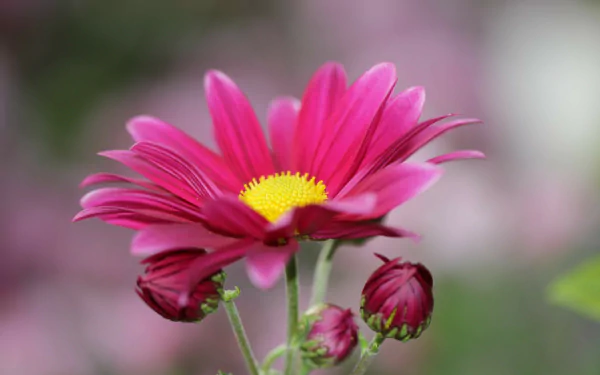 HD PC desktop wallpaper of a vivid pink chrysanthemum blossom with yellow center and buds against a soft-focus nature background