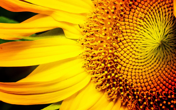 nature sunflower HD Desktop Wallpaper | Background Image