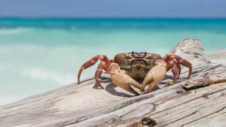 A vibrant crab rests on driftwood by the tropical sea, captured in HD for a striking PC desktop wallpaper and background.