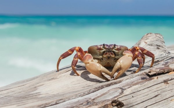 Animal Crab Sea Tropics HD Wallpaper | Background Image