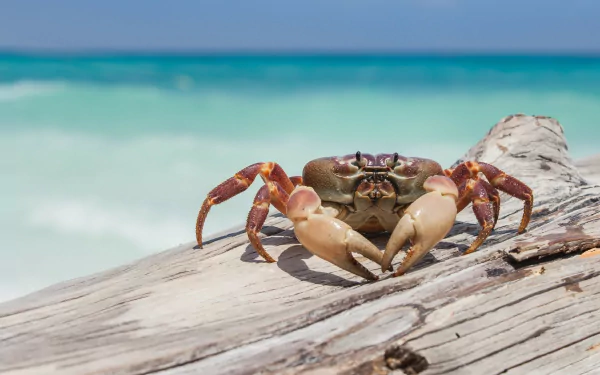 tropics sea Animal crab HD Desktop Wallpaper | Background Image