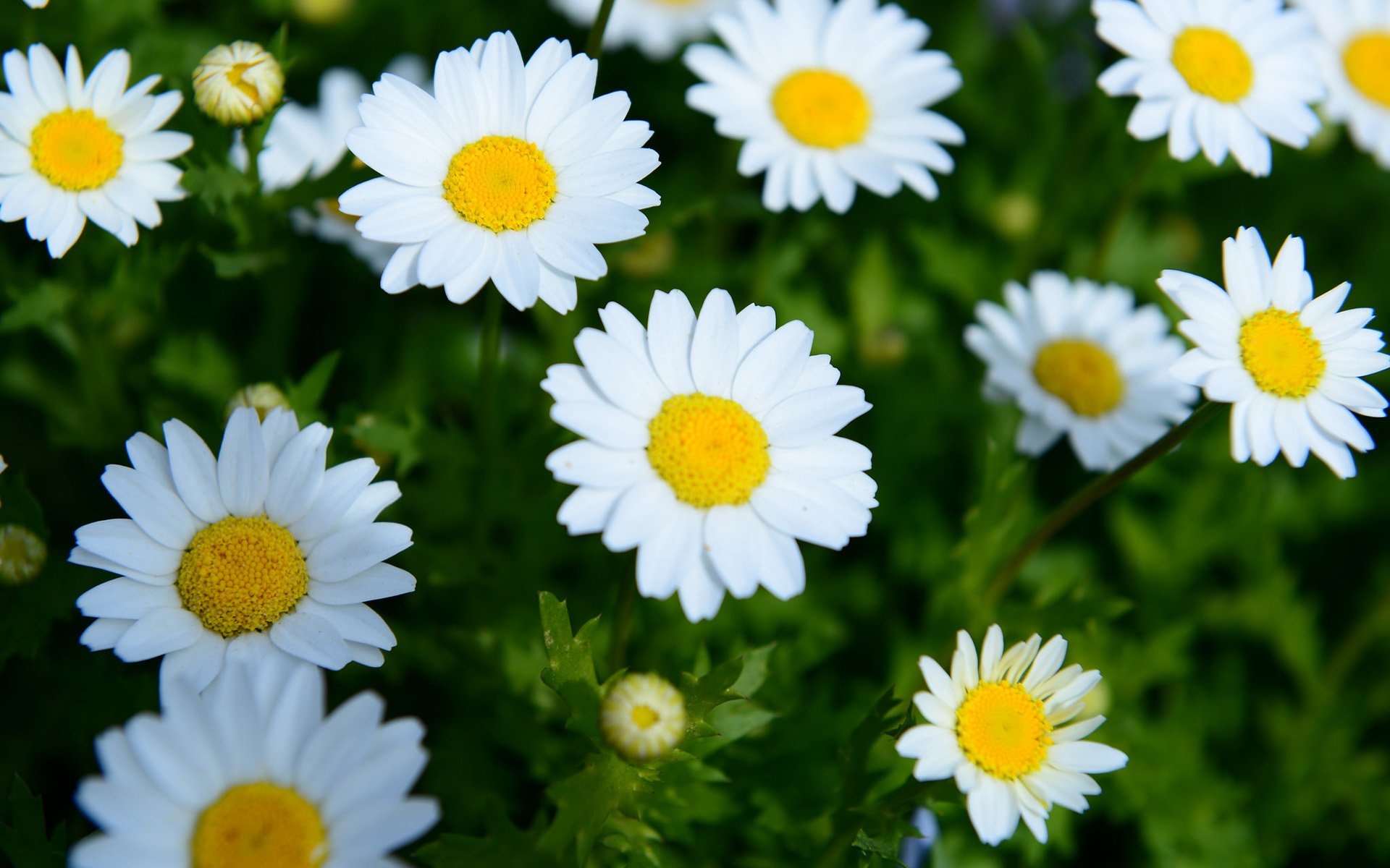 Daisy HD Wallpaper | Background Image | 1920x1200 | ID:554575 ...