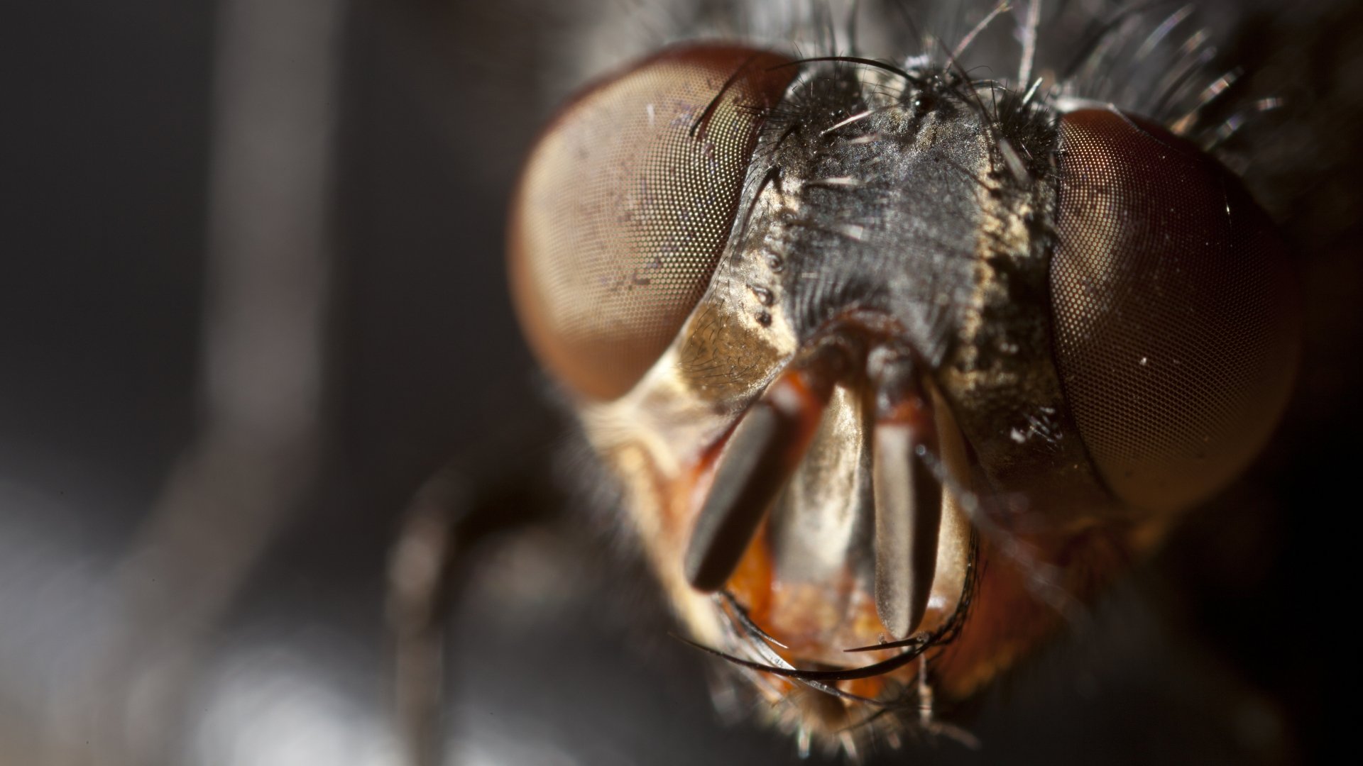 Download Animal Insect 4k Ultra HD Wallpaper