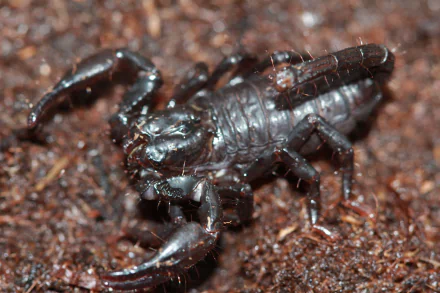 Close-up 4K Ultra HD image of a black scorpion on earthy ground, designed as a detailed PC desktop wallpaper background.