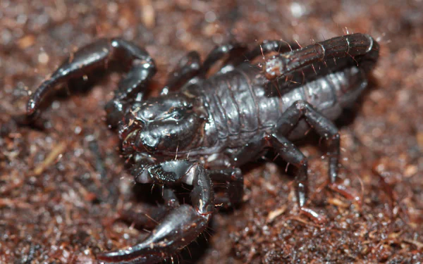 Animal scorpion HD Desktop Wallpaper | Background Image