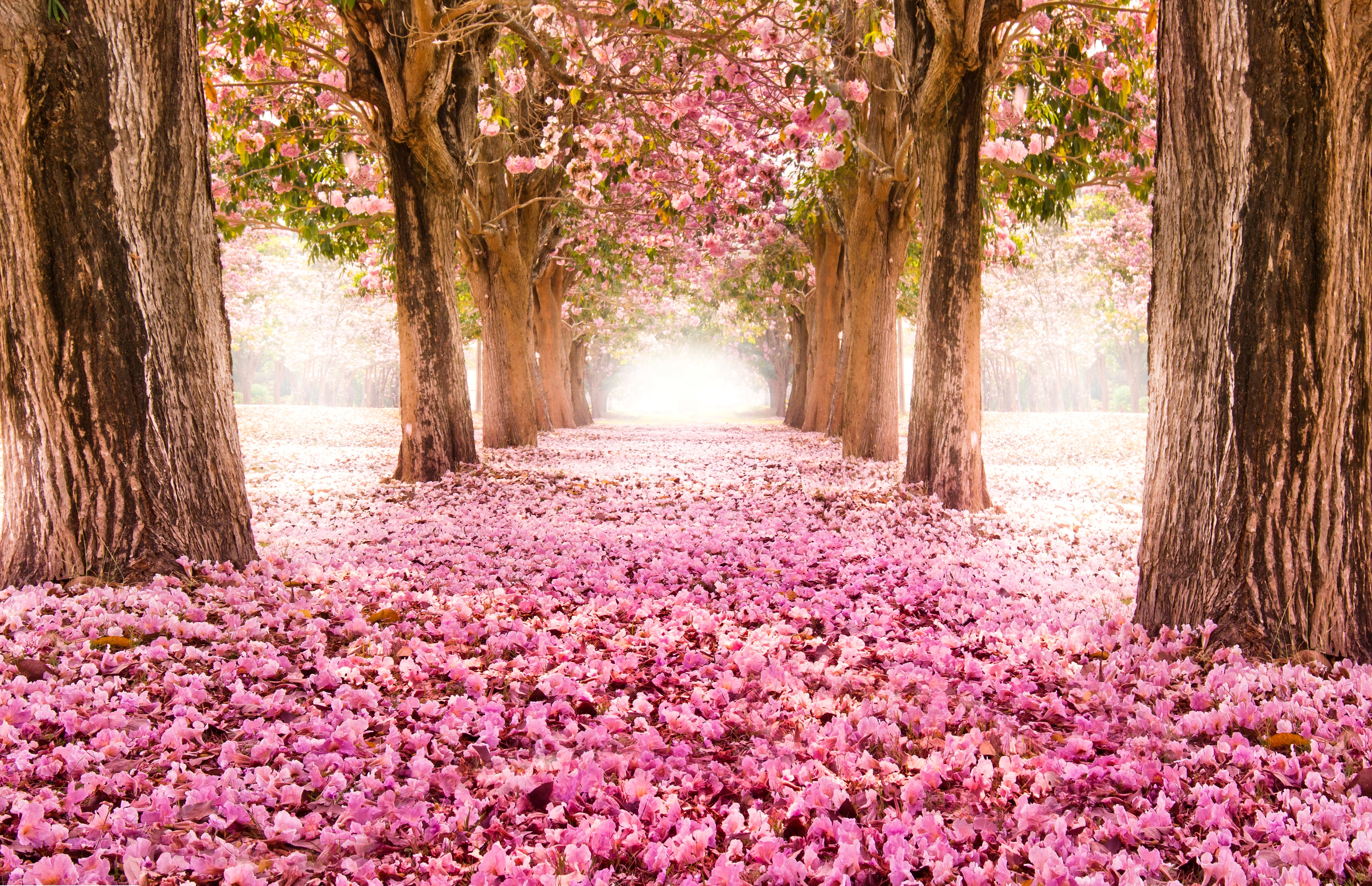 HD wallpaper of a path lined with sakura trees in full bloom, covered in pink blossoms, set in a serene park during spring.