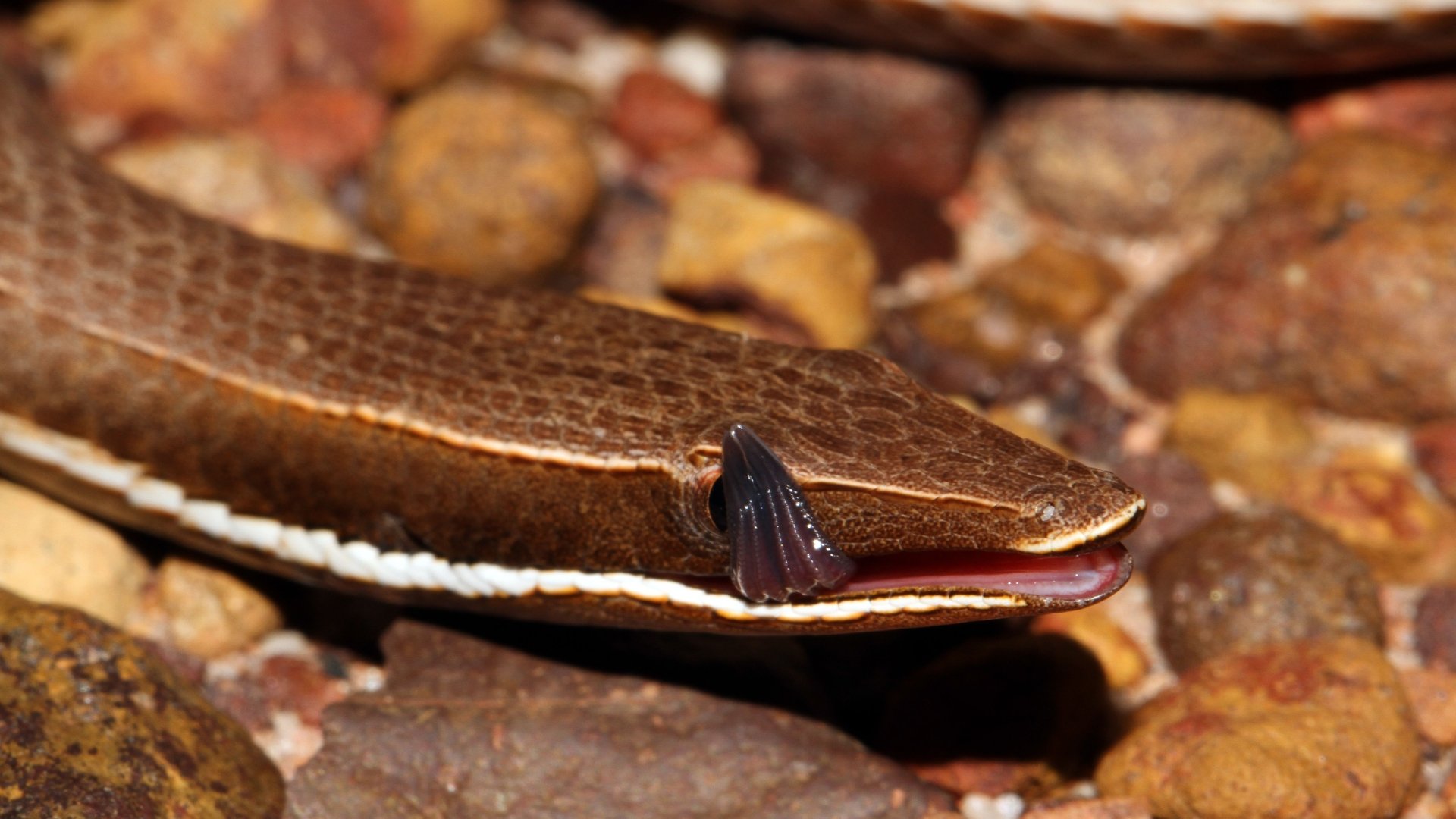 Download Animal Burton's Legless Lizard 4k Ultra HD Wallpaper