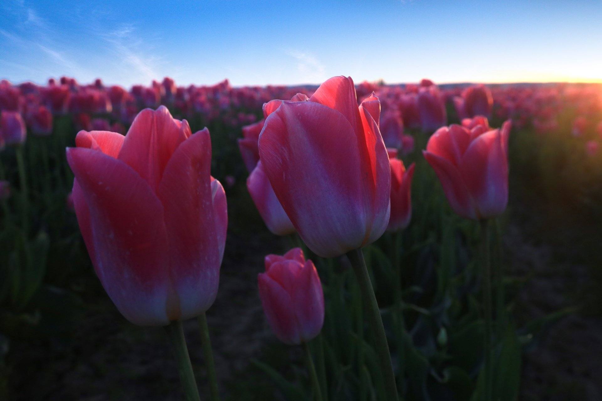 Download Nature Tulip 4k Ultra HD Wallpaper | 5500x3667 | Wallpaper Abyss