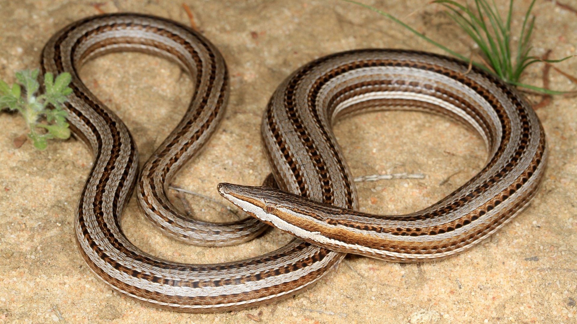 Download Animal Burton's Legless Lizard 4k Ultra HD Wallpaper