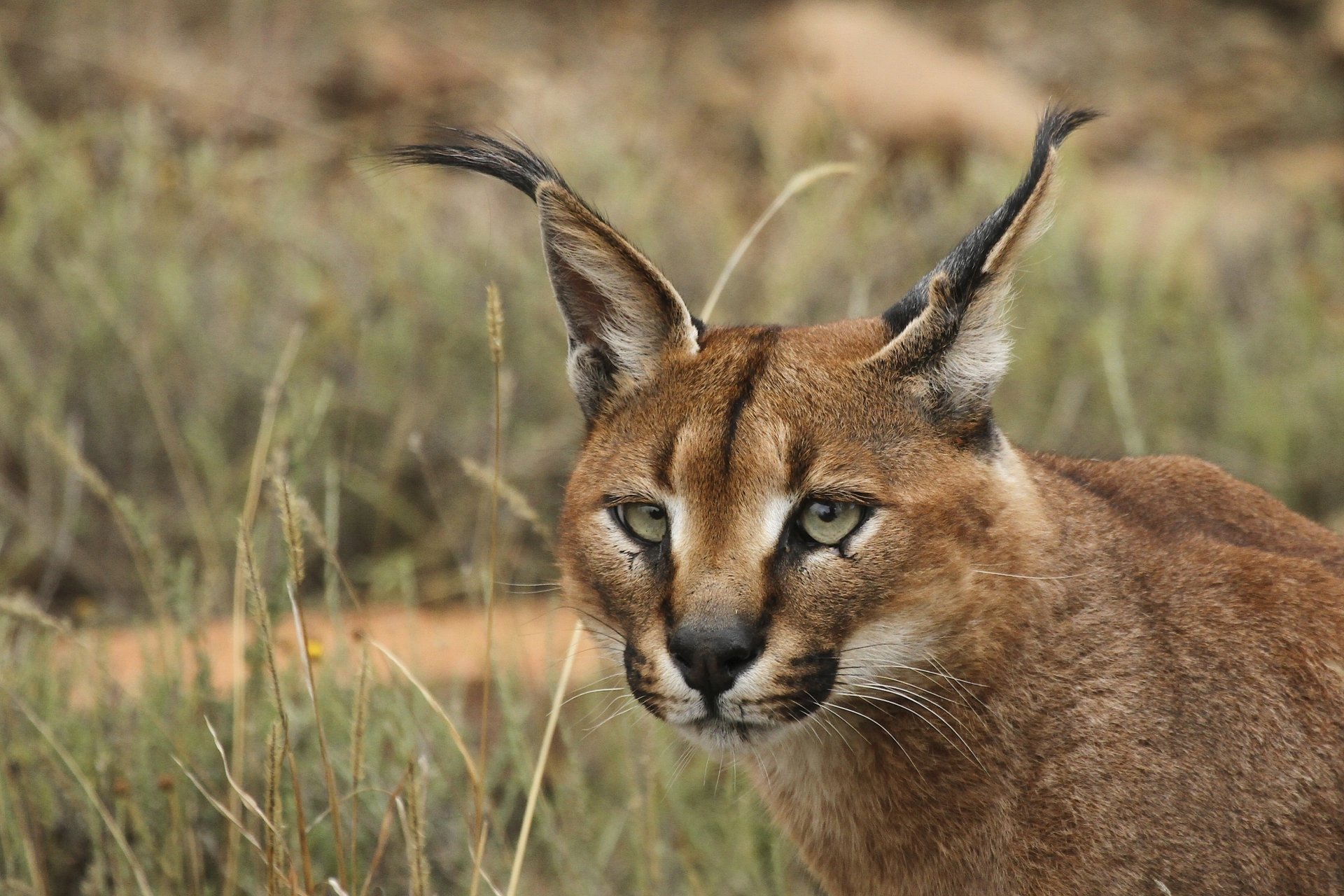 HD PC desktop wallpaper featuring a close-up of a caracal in its natural habitat with detailed fur and distinctive tufted ears.